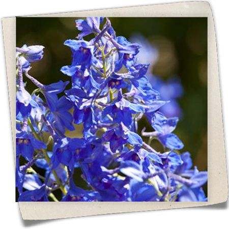 Englischer Garten-Rittersporn Englischer Garten-Rittersporn