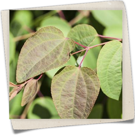 Kanadischer Judasbaum Kanadischer Judasbaum