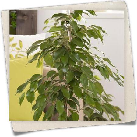 Birken-Feige Birken-Feige