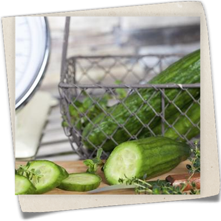 Salatgurke Salatgurke