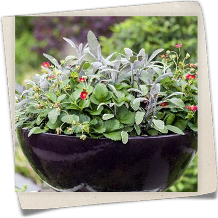 Dreifarbiger Garten-Salbei Dreifarbiger Garten-Salbei