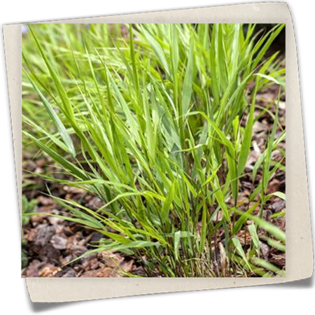 Japanisches Berggras Japanisches Berggras