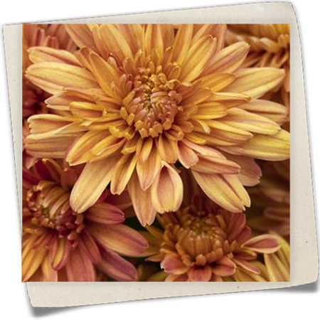 Chrysantheme Mystic Mums 'Sunbeam Orange' Chrysantheme Mystic Mums 'Sunbeam Orange'