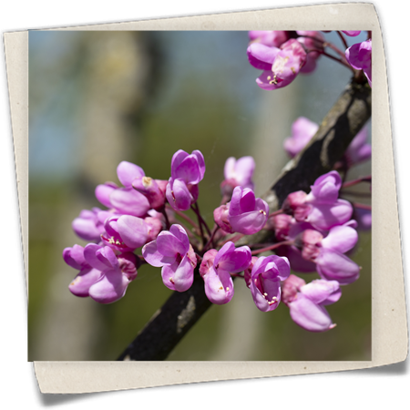 Gemeiner Judasbaum Gemeiner Judasbaum