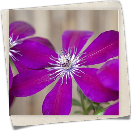 Waldrebe 'Westerplatte' (Großblumige Hybride) Waldrebe 'Westerplatte' (Großblumige Hybride)