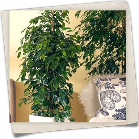 Birken-Feige 'Danielle' Birken-Feige 'Danielle'