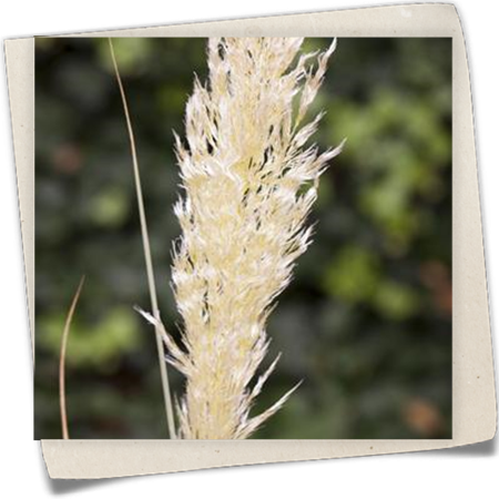 Garten-Pampasgras 'Comet'® Garten-Pampasgras 'Comet'®