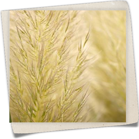 Garten-Pampasgras 'Evita'® Garten-Pampasgras 'Evita'®