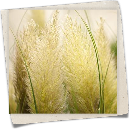 Garten-Pampasgras 'Mini Pampas' Garten-Pampasgras 'Mini Pampas'