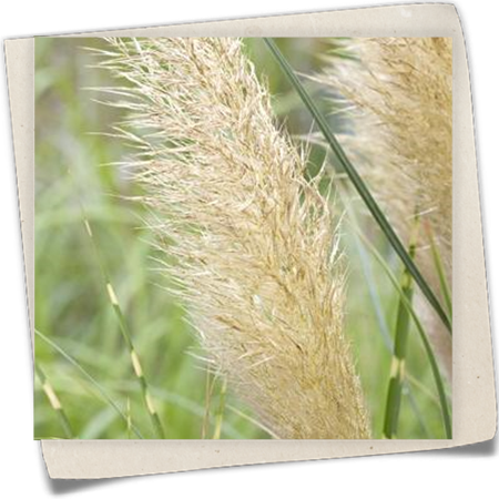 Kleines Garten-Pampasgras 'Pumila' Kleines Garten-Pampasgras 'Pumila'