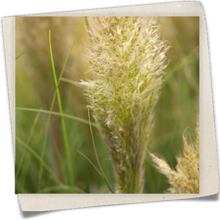 Kleines Garten-Pampasgras 'Lilliput' Kleines Garten-Pampasgras 'Lilliput'