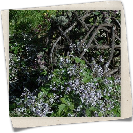 Krautige Garten-Waldrebe 'Stanislaus' Krautige Garten-Waldrebe 'Stanislaus'