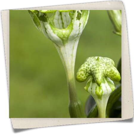 Kletternde Leuchterblume Kletternde Leuchterblume