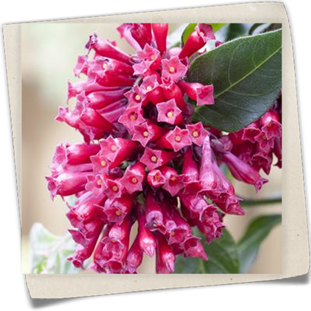 Roter Hammerstrauch Roter Hammerstrauch