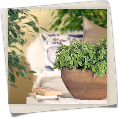 Birken-Feige 'Kinky' Birken-Feige 'Kinky'