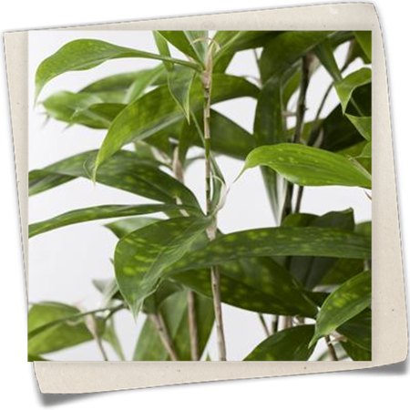 Drachenbaum Drachenbaum