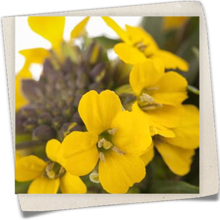 Garten-Goldlack 'Canaries Yellow' Garten-Goldlack 'Canaries Yellow'