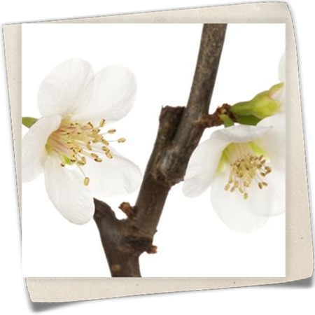 Zierquitte 'Jet Trail' Zierquitte 'Jet Trail'