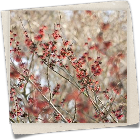 Zaubernuss 'Diane' Zaubernuss 'Diane'