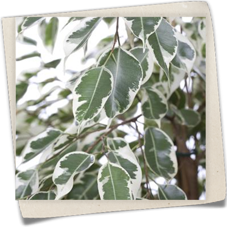 Birken-Feige 'Twilight' Birken-Feige 'Twilight'