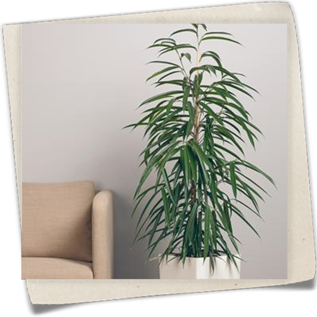 Schmalblättrige Birkenfeige 'Alii' Schmalblättrige Birkenfeige 'Alii'