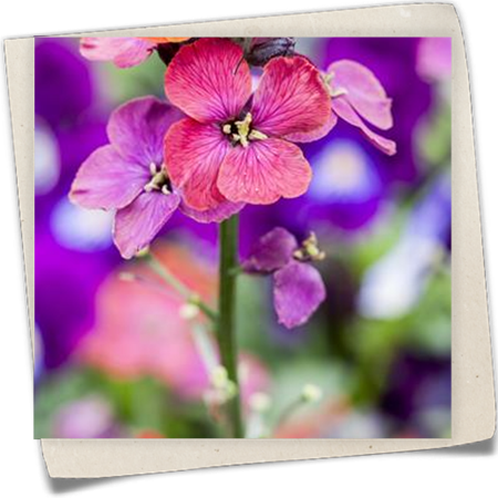 Schöterich 'Bowles Mauve' Schöterich 'Bowles Mauve'