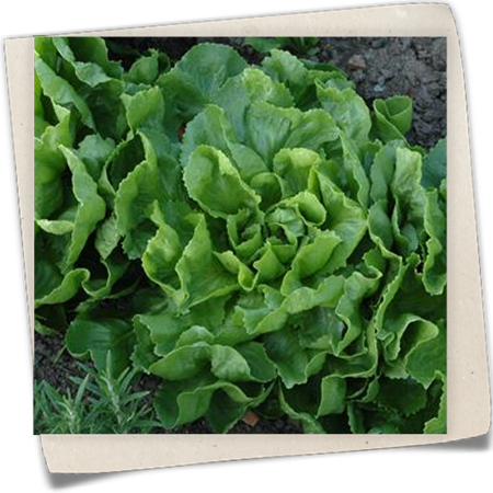 Winterendivie 'Grüner Escariol' Winterendivie 'Grüner Escariol'