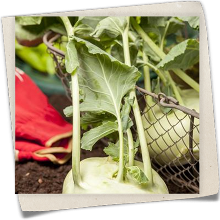 Kohlrabi 'Weißer Delikatess' Kohlrabi 'Weißer Delikatess'