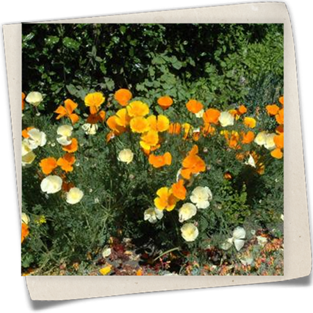 Kalifornischer Mohn Kalifornischer Mohn