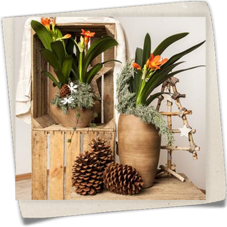 Zimmer-Clivie Zimmer-Clivie