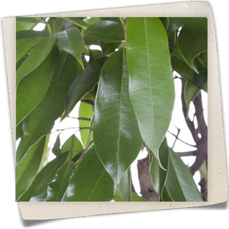 Schmalblättriger Gummibaum 'Amstel King' Schmalblättriger Gummibaum 'Amstel King'