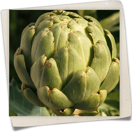 Gemüse-Artischocke Gemüse-Artischocke