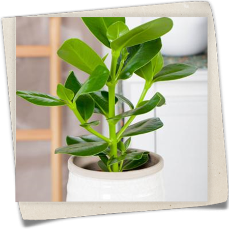 Balsamapfel Balsamapfel