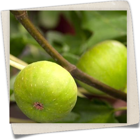 Echte Feige Echte Feige