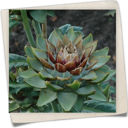 Gemüse-Artischocke 'Green Globe' Gemüse-Artischocke 'Green Globe'