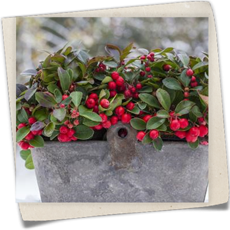 Rote Teppichbeere Rote Teppichbeere