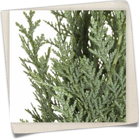 Scheinzypresse Scheinzypresse