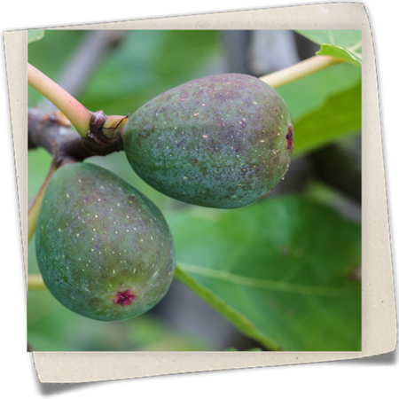 Feigenbaum 'Firoma'® Feigenbaum 'Firoma'®