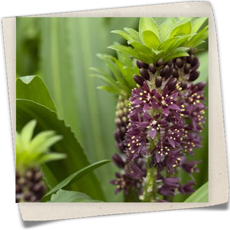 Schopflilie 'Aloha Lily' Schopflilie 'Aloha Lily'