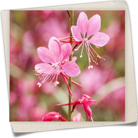 Garten-Prachtkerze Garten-Prachtkerze