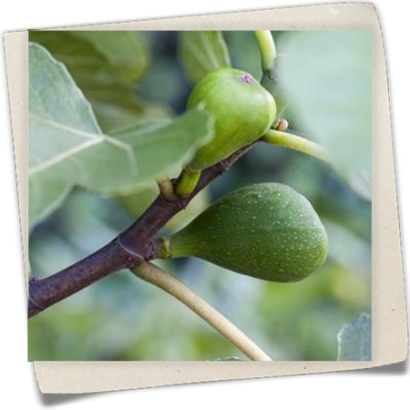 Feige 'Helvetica' Feige 'Helvetica'