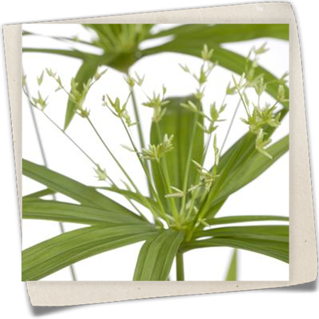 Echter Papyrus Echter Papyrus