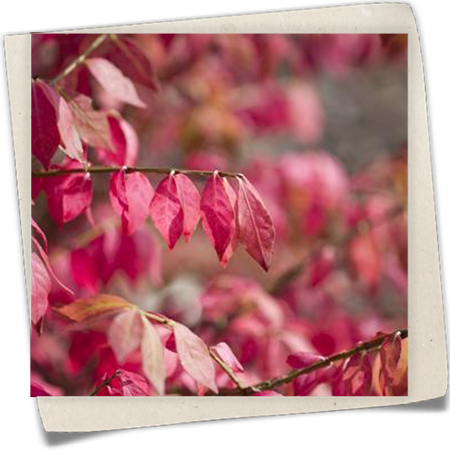 Korkflügelstrauch Korkflügelstrauch