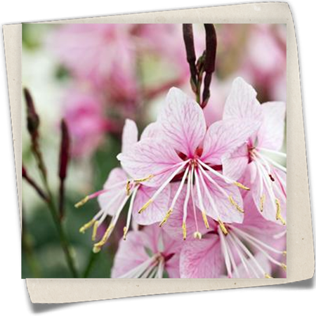 Garten-Prachtkerze 'Belleza'® Garten-Prachtkerze 'Belleza'®