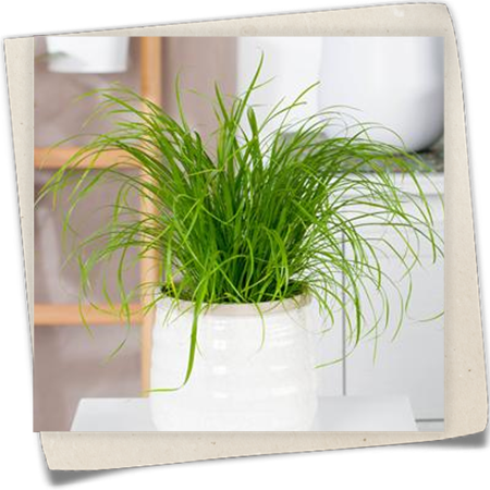 Katzengras Katzengras