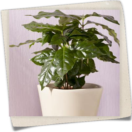 Kaffeestrauch Kaffeestrauch