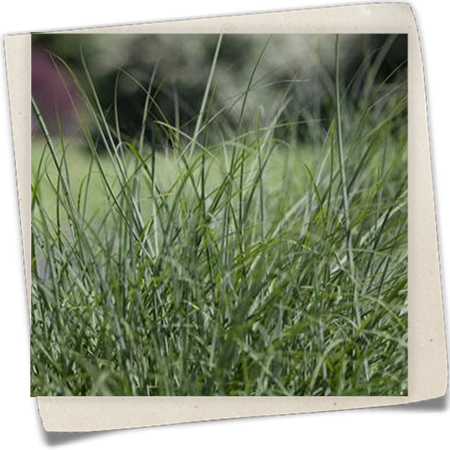 Rasen-Schmiele Rasen-Schmiele