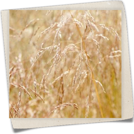 Garten-Schmiele 'Goldschleier' Garten-Schmiele 'Goldschleier'