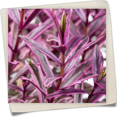 Strauchveronika 'Frozen Flame' Strauchveronika 'Frozen Flame'