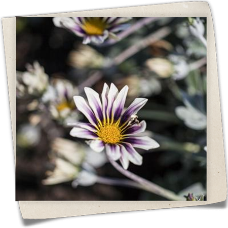 Halbstrauch-Gazanie Halbstrauch-Gazanie